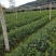 油茶苗