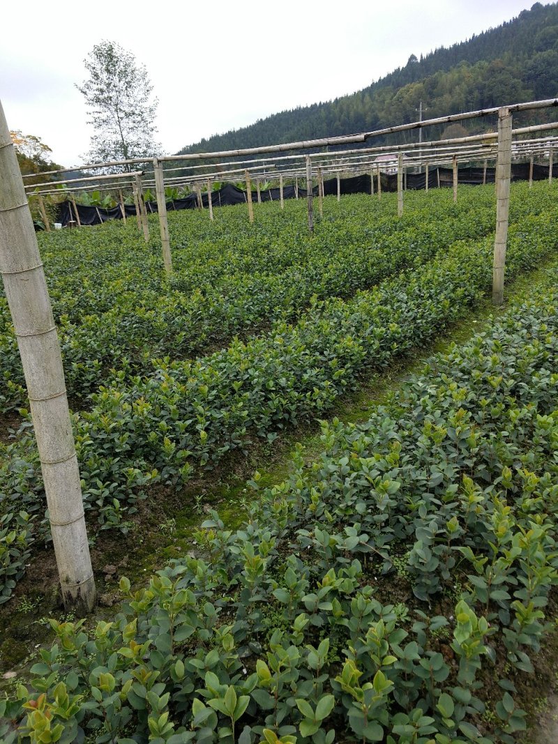 油茶苗