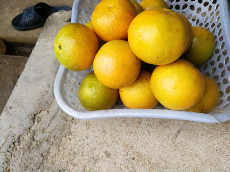 皇帝柑