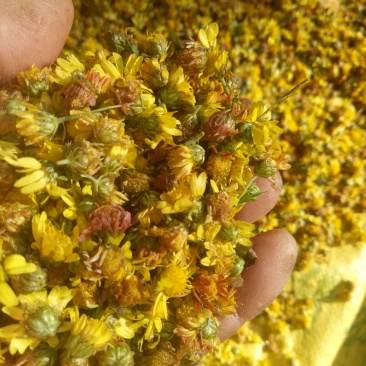野菊花