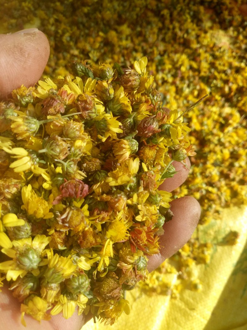 野菊花