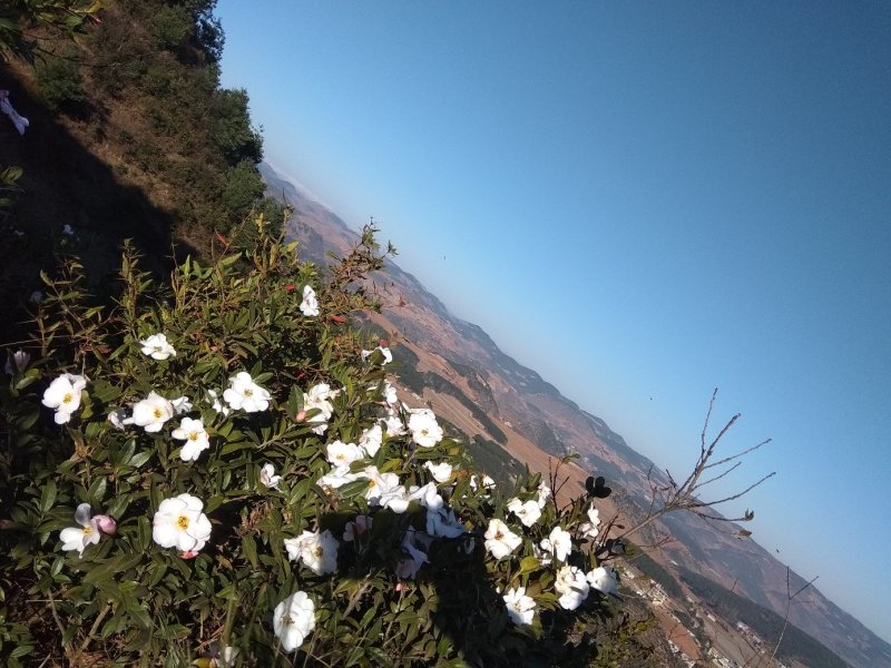 威宁特产荞酥