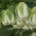 义和秋-白菜颜色绿3~5斤黄心白菜！质量杠杠滴！