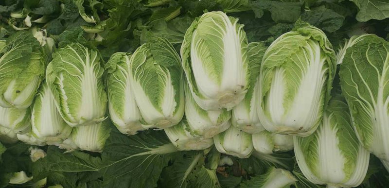 义和秋-白菜颜色绿3~5斤黄心白菜！质量杠杠滴！
