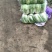 义和秋-白菜颜色绿3~5斤黄心白菜！质量杠杠滴！