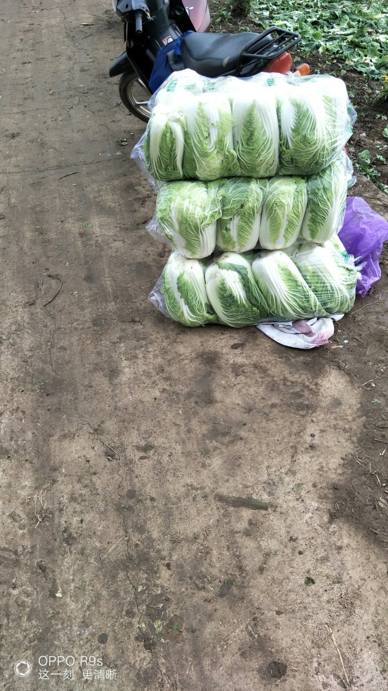 义和秋-白菜颜色绿3~5斤黄心白菜！质量杠杠滴！