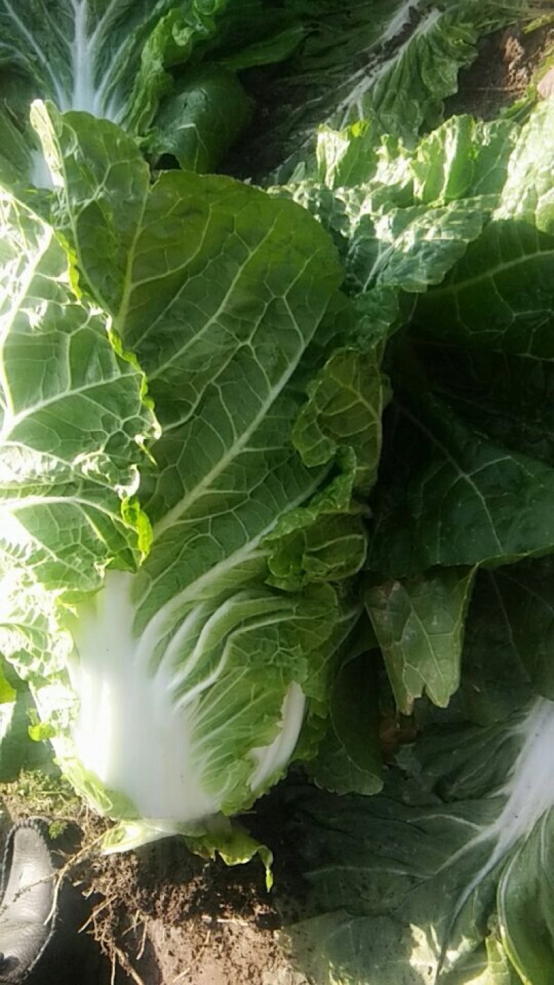 黄心大白菜