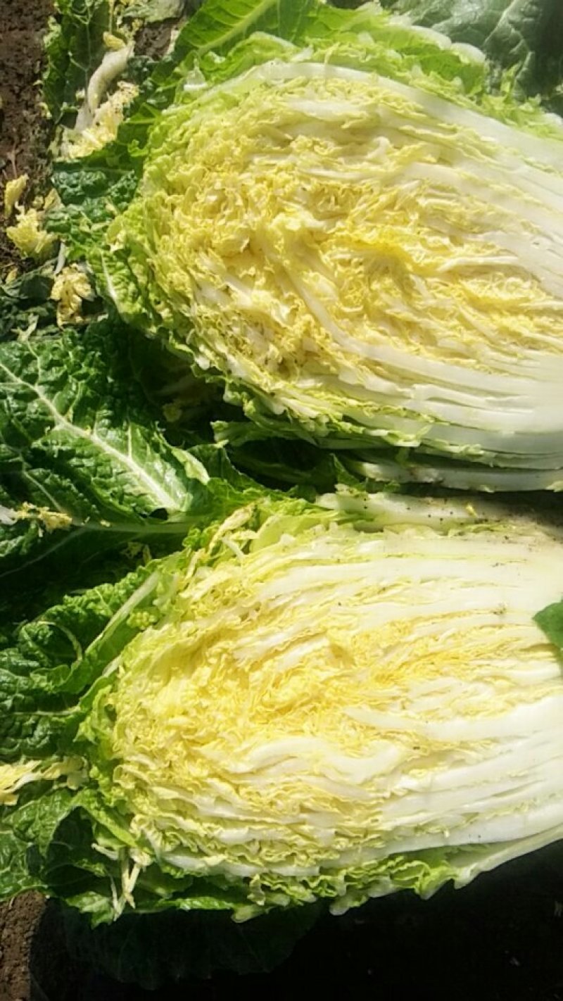 黄心大白菜