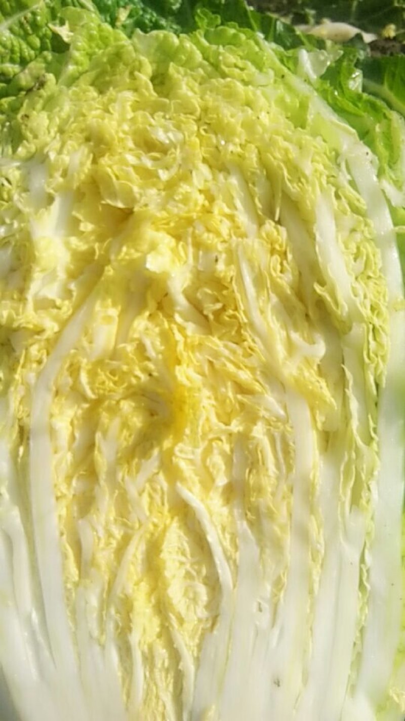 黄心大白菜