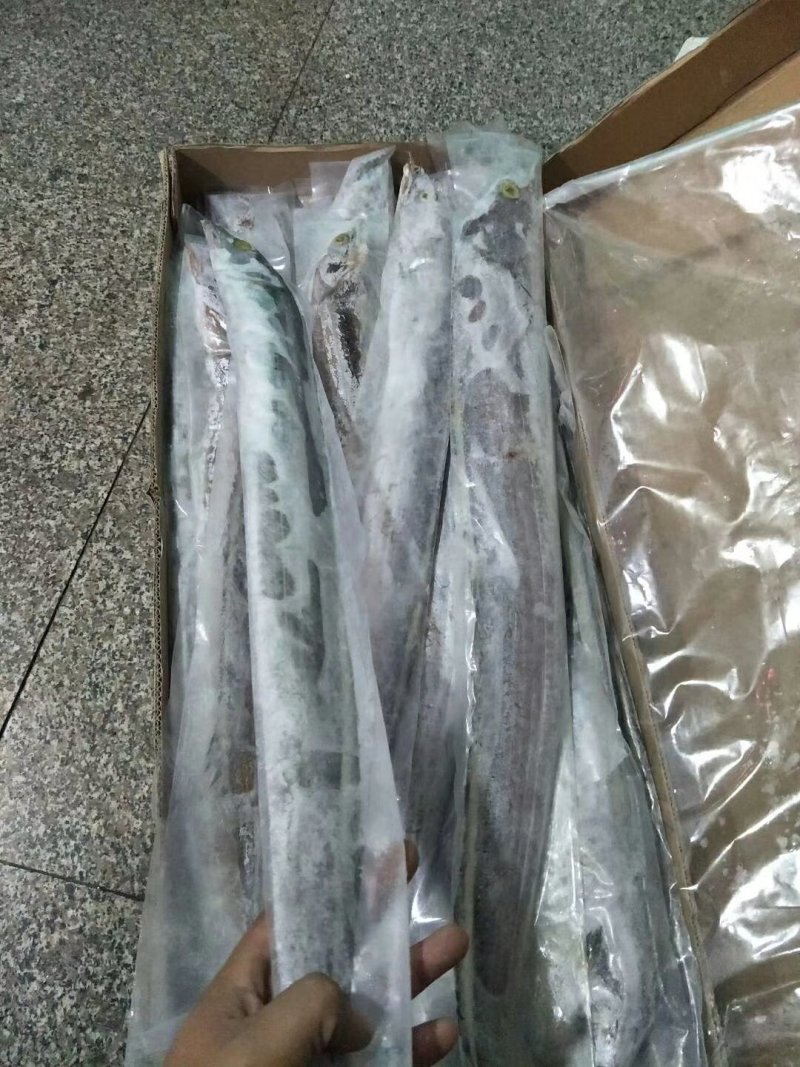 进口AA带鱼，单冻套袋，无破腹，质量佳