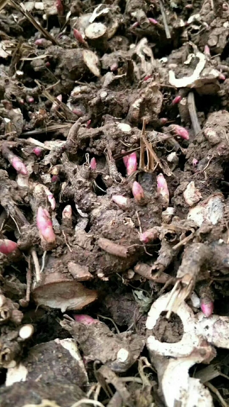 基地直供白芍苗，白芍芽改良品种包成活技术指导量大从优