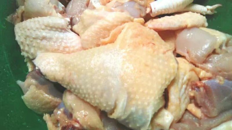 清远鸡，正宗阳山大扇鸡，玉米大扇鸡，7个月～9个月左右