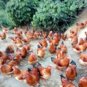 清远鸡，正宗阳山大扇鸡，玉米大扇鸡，7个月～9个月左右