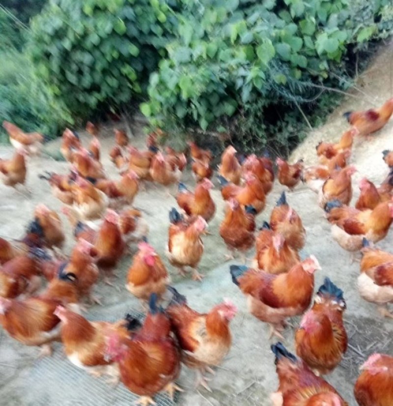 清远鸡，正宗阳山大扇鸡，玉米大扇鸡，7个月～9个月左右