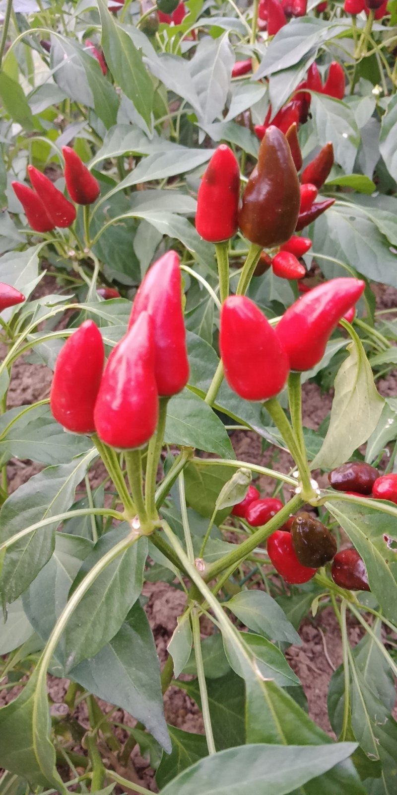 小辣椒