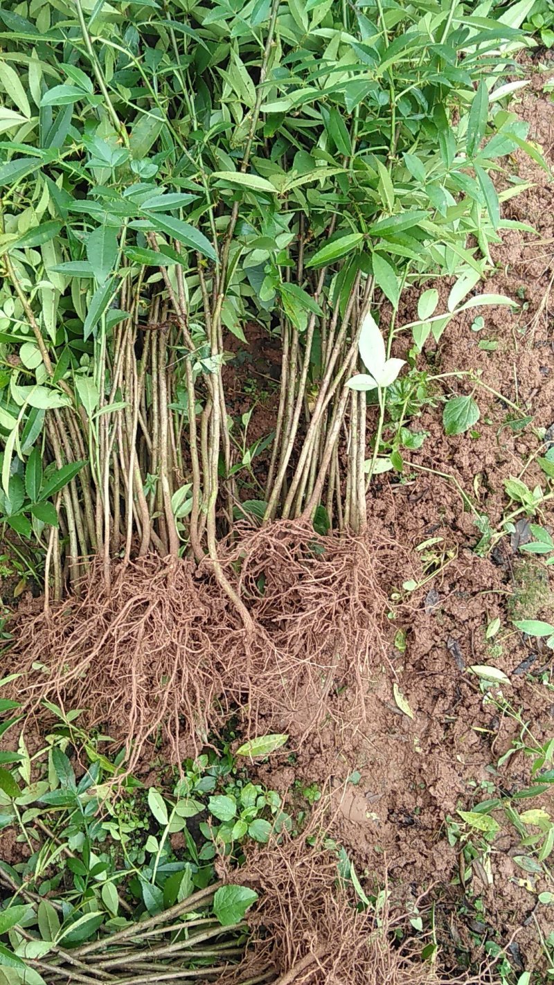 正宗江津九叶青花椒苗1-2年苗早熟高产技术支持