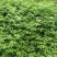 正宗江津九叶青花椒苗1-2年苗早熟高产技术支持