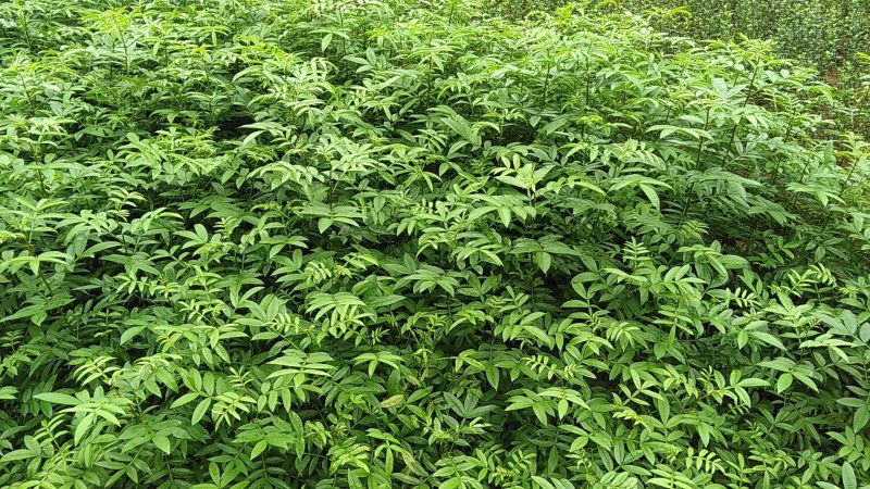 正宗江津九叶青花椒苗1-2年苗早熟高产技术支持