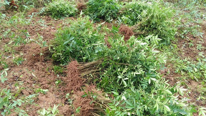 正宗江津九叶青花椒苗1-2年苗早熟高产技术支持