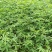 正宗江津九叶青花椒苗1-2年苗早熟高产技术支持