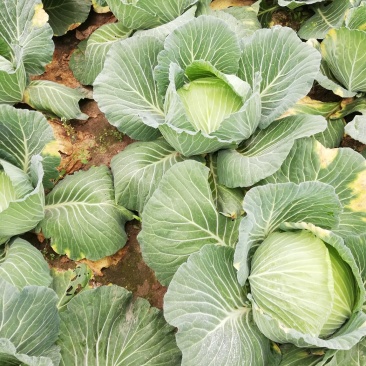 粹白菜