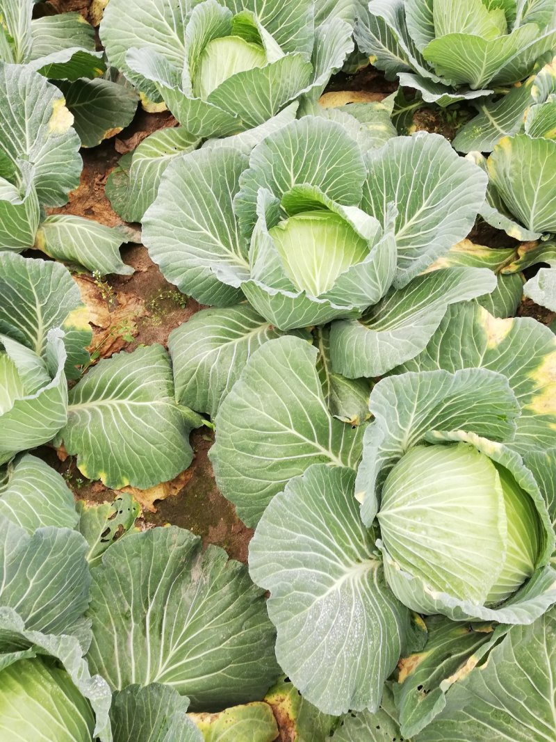粹白菜