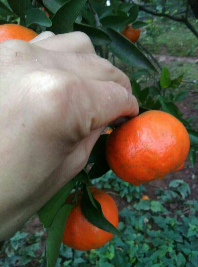 四川红橘