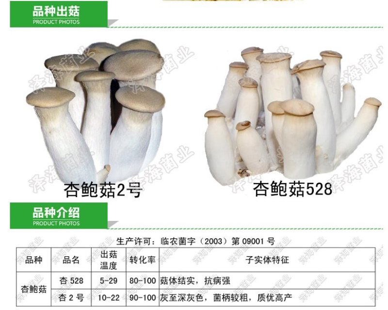 杏鲍菇栽培种三级种
