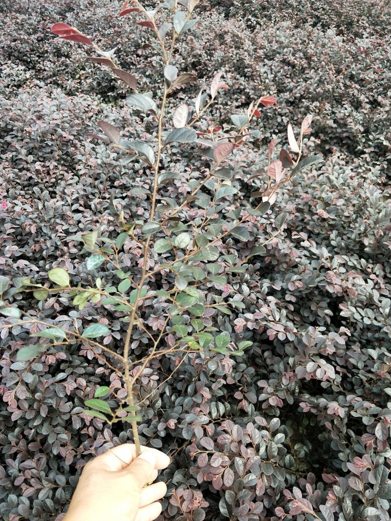 红花继木
