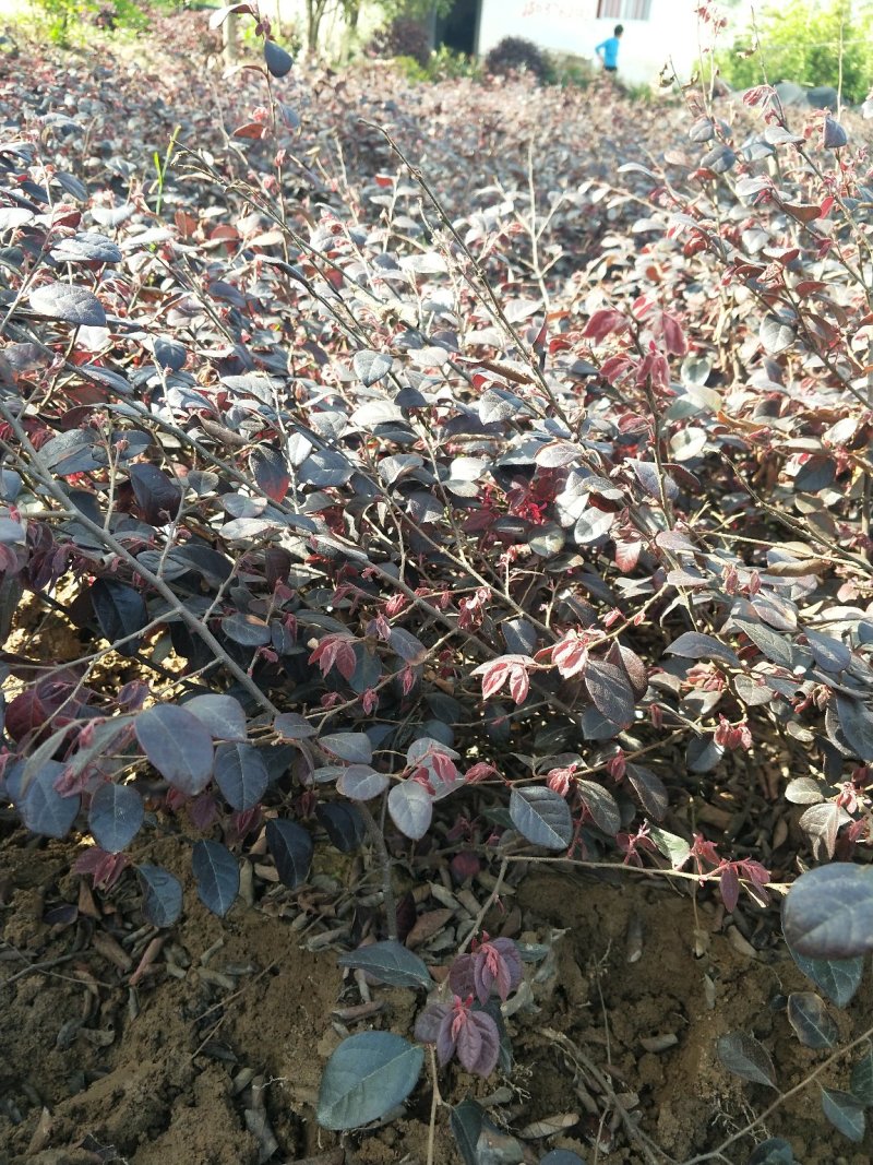 红花继木