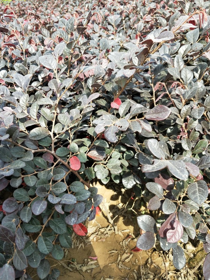 红花继木