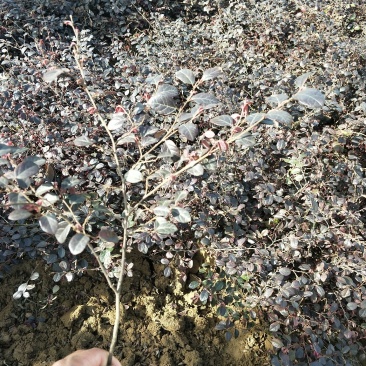 红花继木