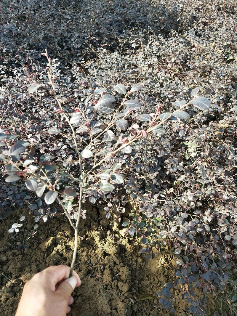 红花继木