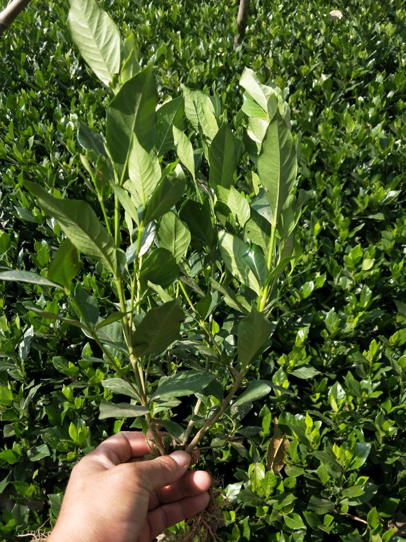 小叶栀子花
