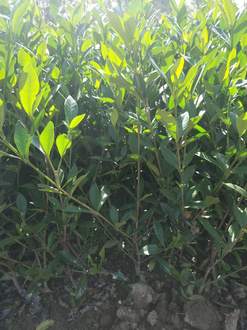 小叶栀子花