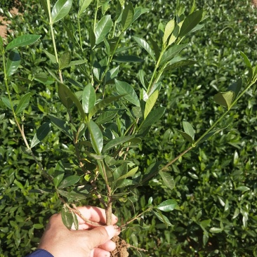 小叶栀子花