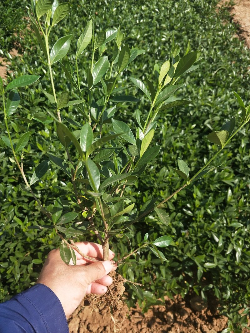 小叶栀子花