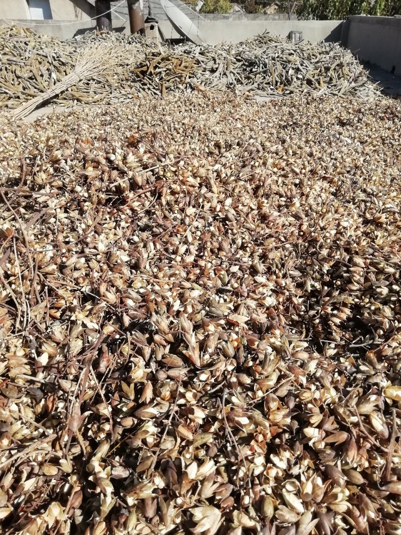 香椿种子红油香椿种子去翅净籽产地供应保证出芽率90%以上