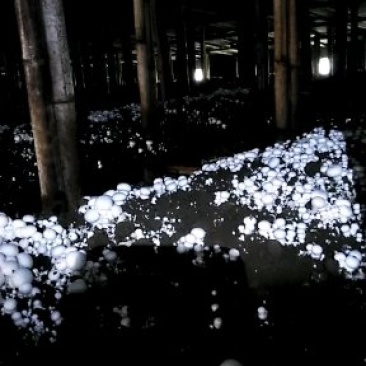 双孢菇种植基地，正在上市中，现招募全国各地收购批发商。