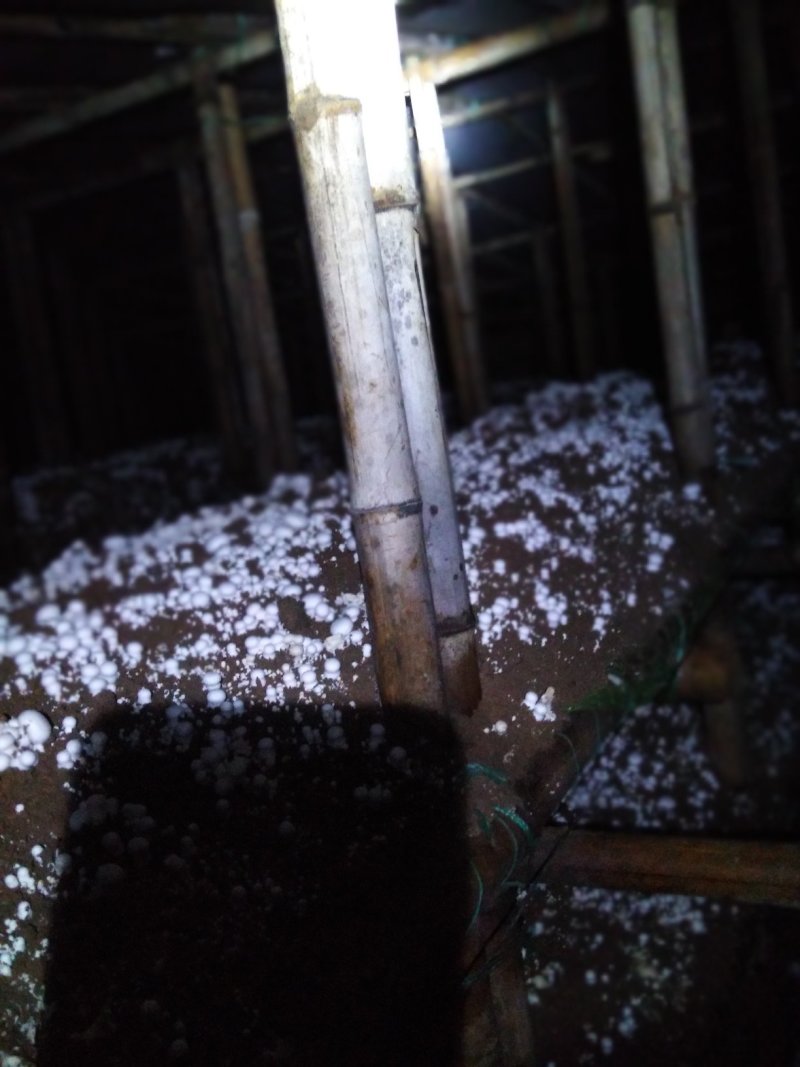 双孢菇种植基地，正在上市中，现招募全国各地收购批发商。