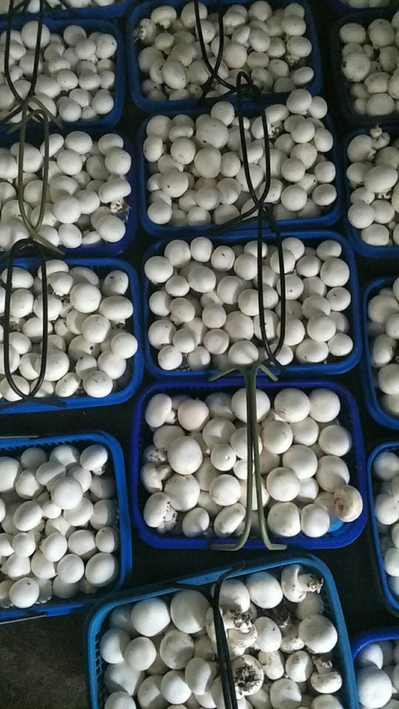 双孢菇种植基地，正在上市中，现招募全国各地收购批发商。
