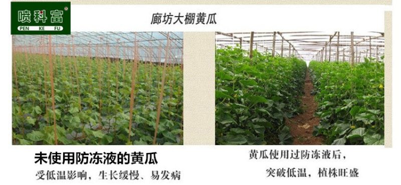 喷科富防冻剂草莓番茄黄瓜韭菜防冻液抗寒防冻剂