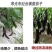 喷科富防冻剂草莓番茄黄瓜韭菜防冻液抗寒防冻剂