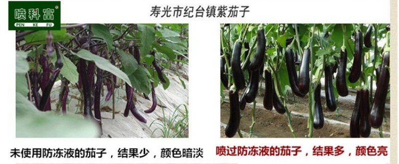喷科富防冻剂草莓番茄黄瓜韭菜防冻液抗寒防冻剂