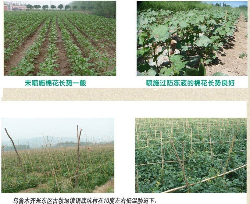 喷科富防冻剂草莓番茄黄瓜韭菜防冻液抗寒防冻剂