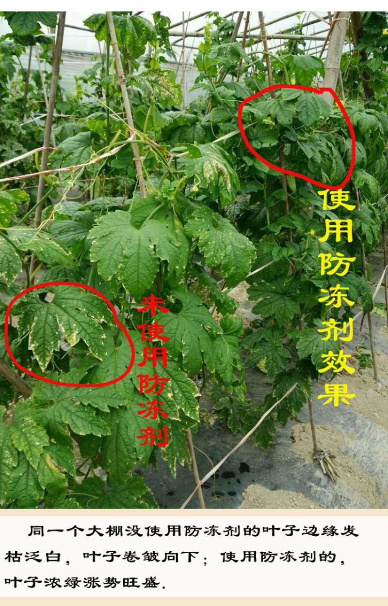 喷科富防冻剂草莓番茄黄瓜韭菜防冻液抗寒防冻剂
