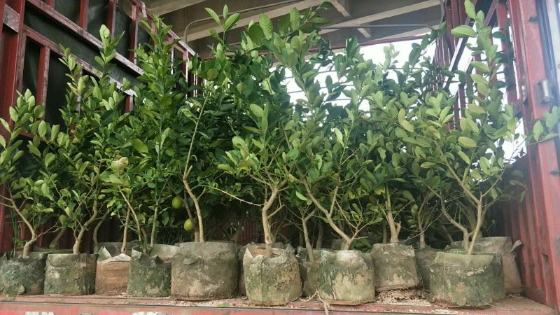青柠檬苗(美植袋大小苗)