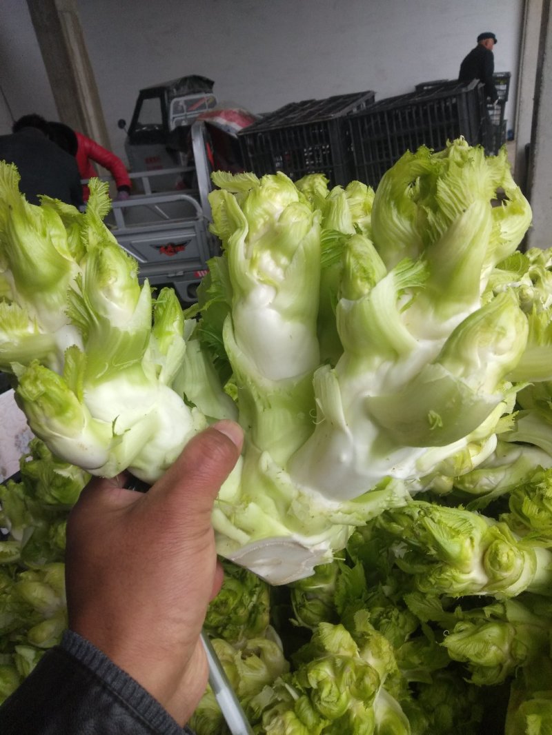 正宗儿菜，鲜菜现货净菜，专业种植，精选上车，整车代发！