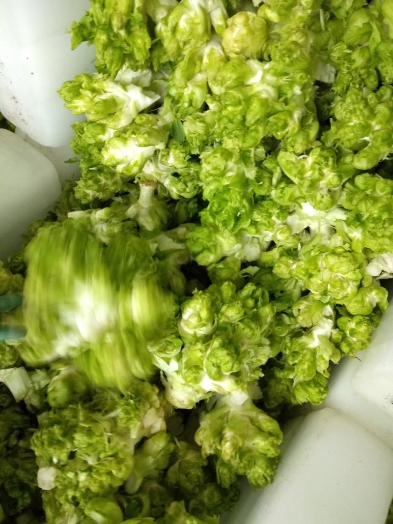 正宗儿菜，鲜菜现货净菜，专业种植，精选上车，整车代发！
