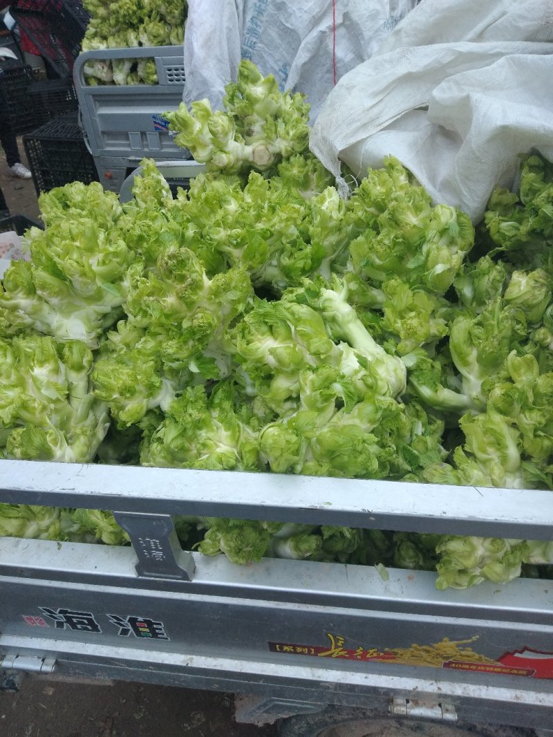 正宗儿菜，鲜菜现货净菜，专业种植，精选上车，整车代发！